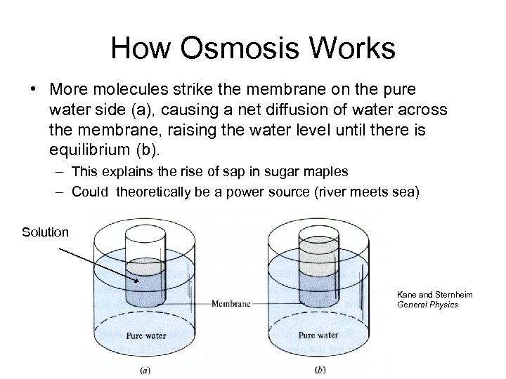 How Osmosis Works • More molecules strike the membrane on the pure water side