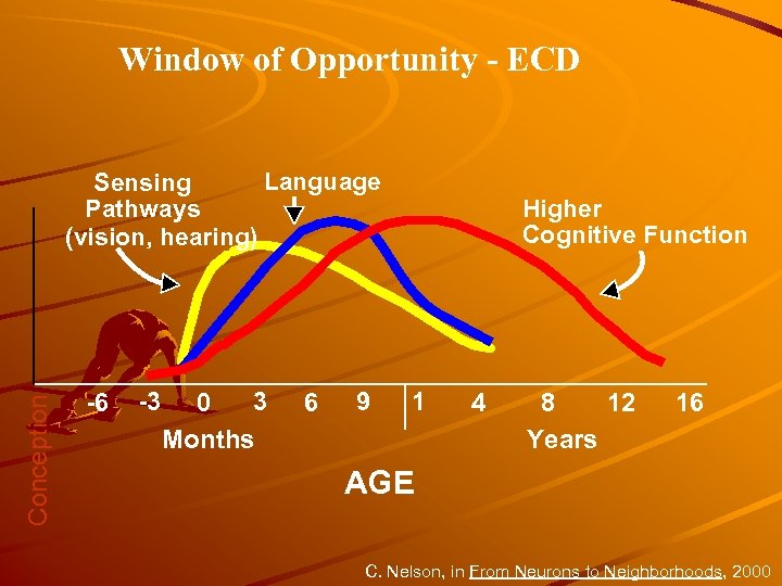 Window of Opportunity - ECD Conception Language Sensing Pathways (vision, hearing) -6 -3 3