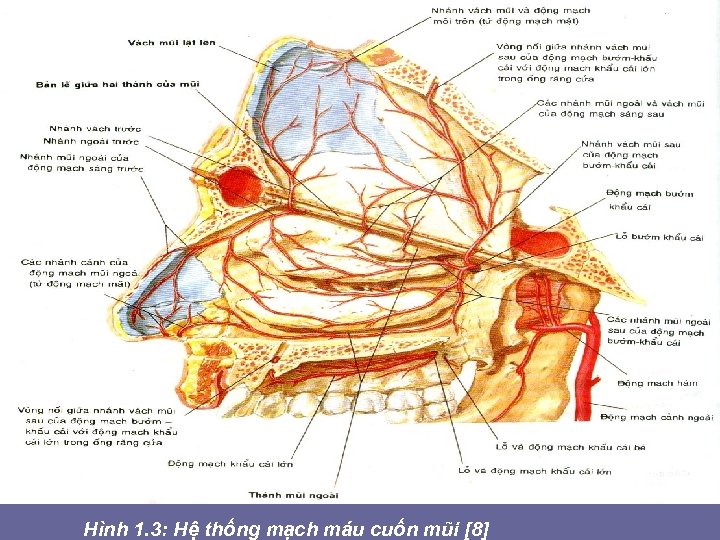 Hình 1. 3: Hệ thống mạch máu cuốn mũi [8] 