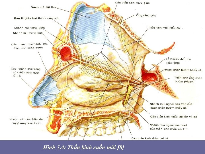  • Hình 1. 4: Thần kinh cuốn mũi [8] 