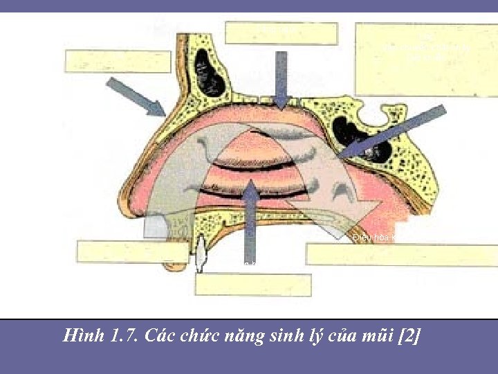 Tầng ngửi Da Lọc Vận chuyển chất nhầy Diệt khuẩn Thở Điều hòa không