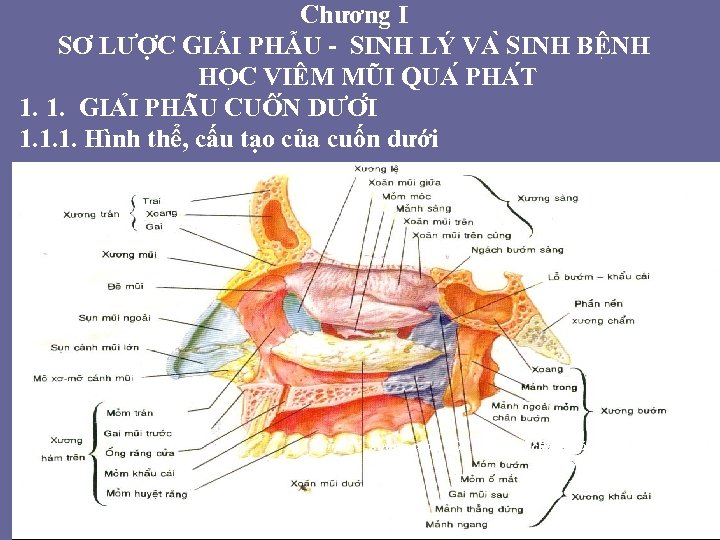 Chương I SƠ LƯỢC GIẢI PHẪU - SINH LÝ VA SINH BÊ NH HO