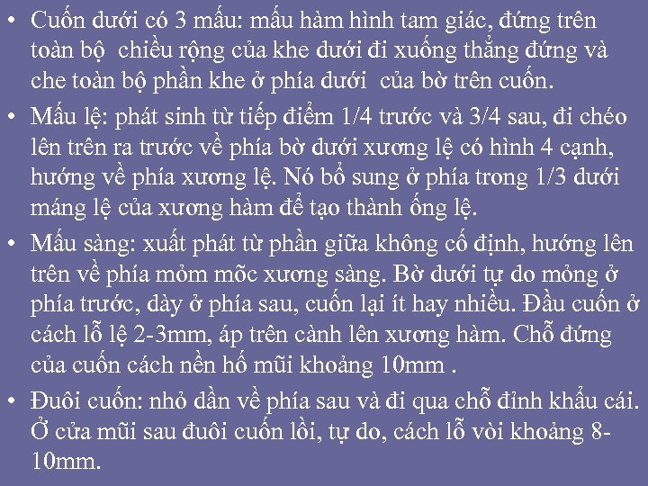  • Cuốn dưới có 3 mấu: mấu hàm hình tam giác, đứng trên