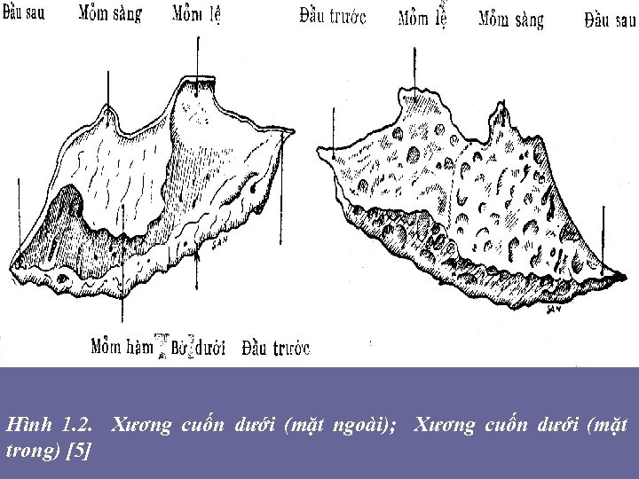 Hình 1. 2. Xương cuốn dưới (mặt ngoài); Xương cuốn dưới (mặt trong) [5]