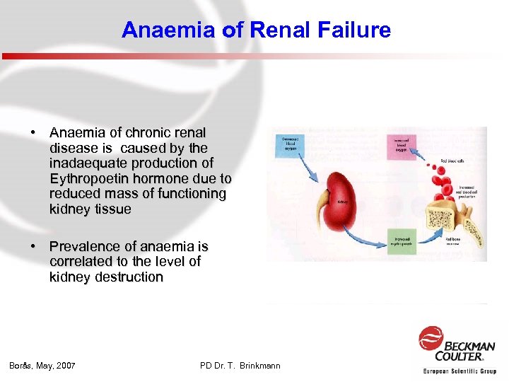Anaemia of Renal Failure • Anaemia of chronic renal disease is caused by the