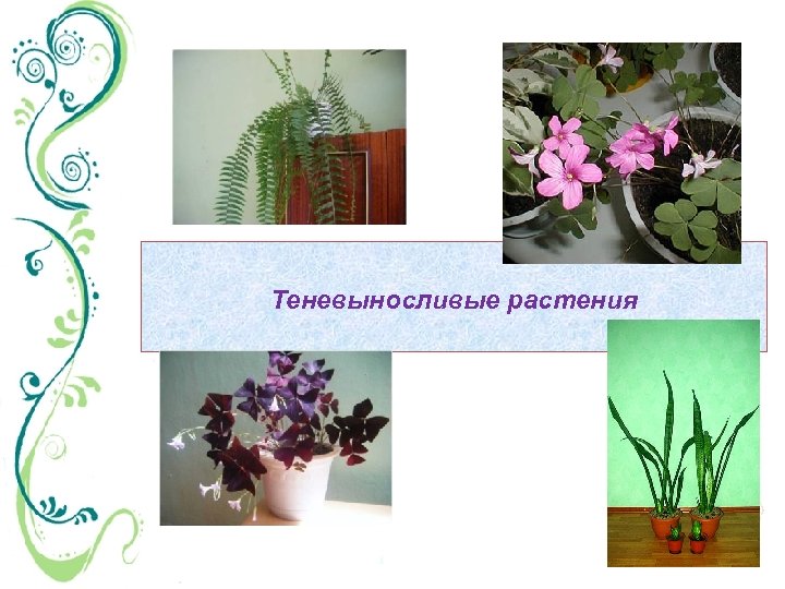 Теневыносливые растения 