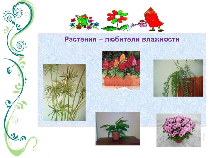 Растения – любители влажности 