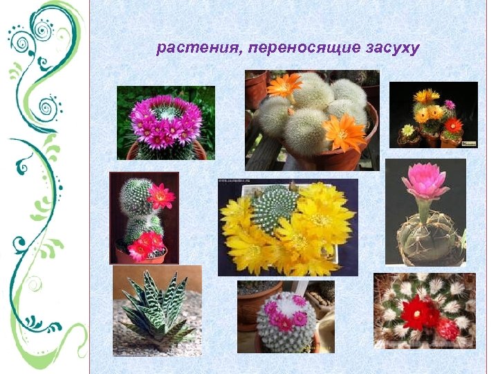 растения, переносящие засуху 