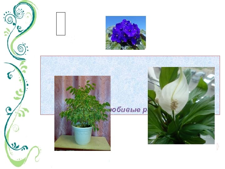 теплолюбивые растения 