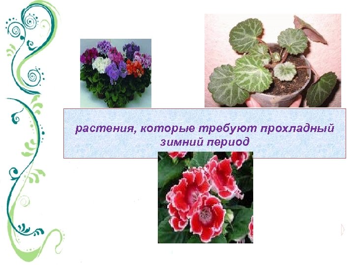 растения, которые требуют прохладный зимний период 