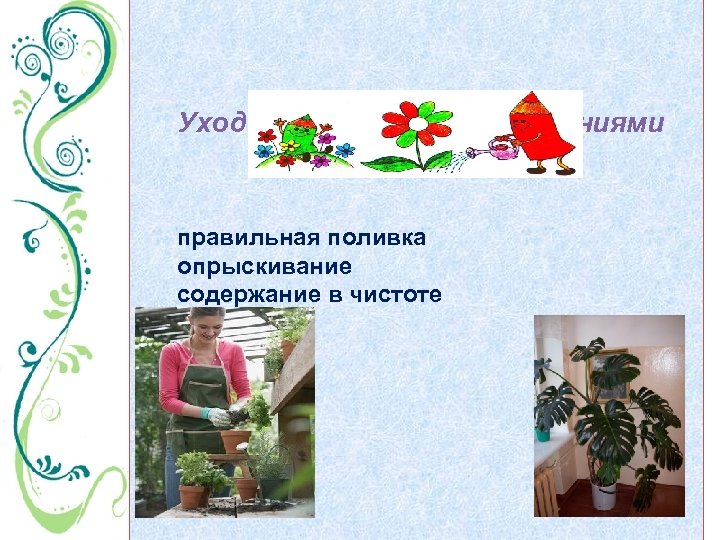 Уход за комнатными растениями правильная поливка опрыскивание содержание в чистоте обрезка удобрение перевалка 