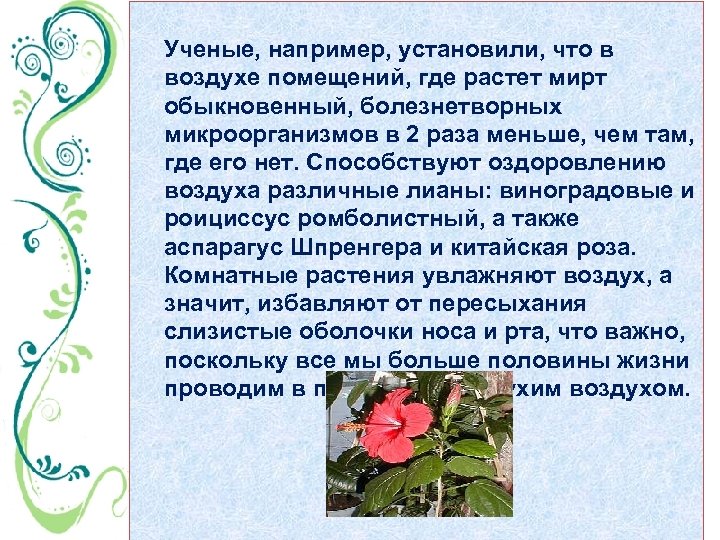 Ученые, например, установили, что в воздухе помещений, где растет мирт обыкновенный, болезнетворных микроорганизмов в
