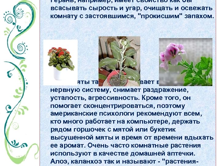 Герань, например, имеет свойство как бы всасывать сырость и угар, очищать и освежать комнату