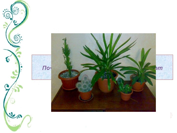 Почему комнатные растения требуют особых условий содержания? 