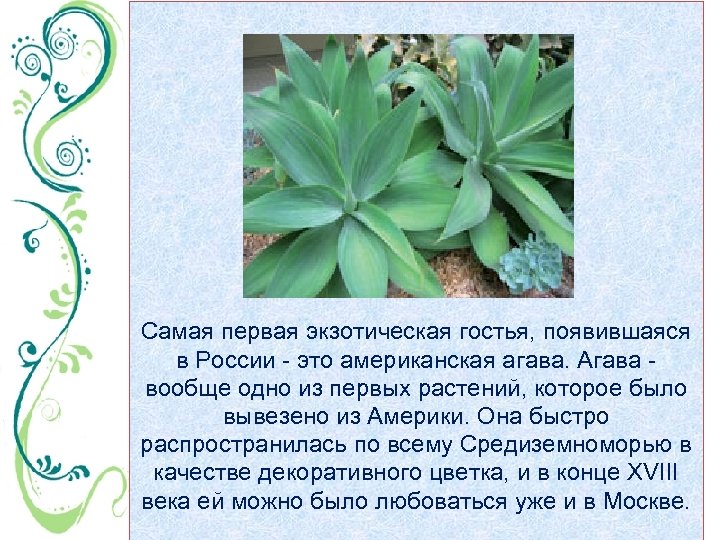 Самая первая экзотическая гостья, появившаяся в России - это американская агава. Агава - вообще