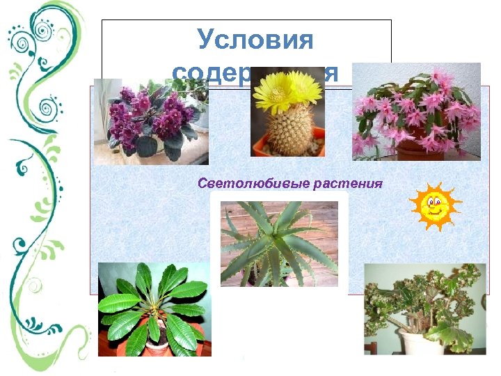 Условия содержания Светолюбивые растения 