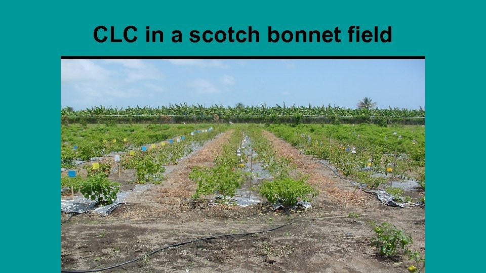 CLC in a scotch bonnet field 