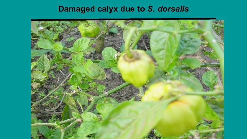 Damaged calyx due to S. dorsalis 