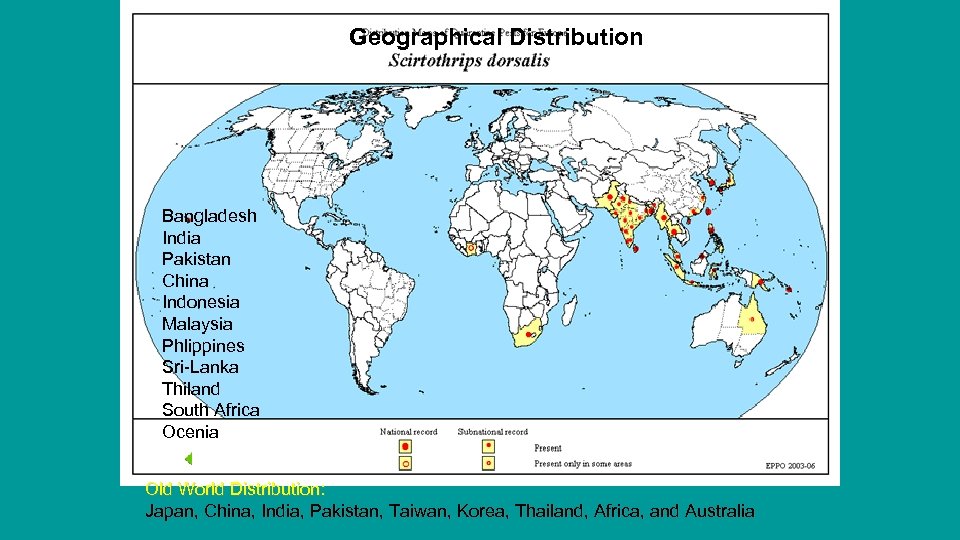  Geographical Distribution Bangladesh India Pakistan China Indonesia Malaysia Phlippines Sri-Lanka Thiland South Africa