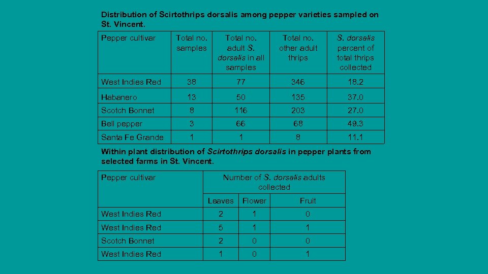 Distribution of Scirtothrips dorsalis among pepper varieties sampled on St. Vincent. Pepper cultivar Total