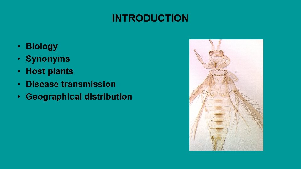 INTRODUCTION • • • Biology Synonyms Host plants Disease transmission Geographical distribution 