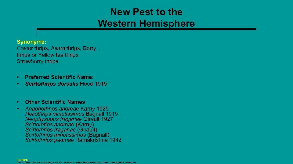 New Pest to the Western Hemisphere Synonyms: Castor thrips, Asam thrips, Berry , thrips