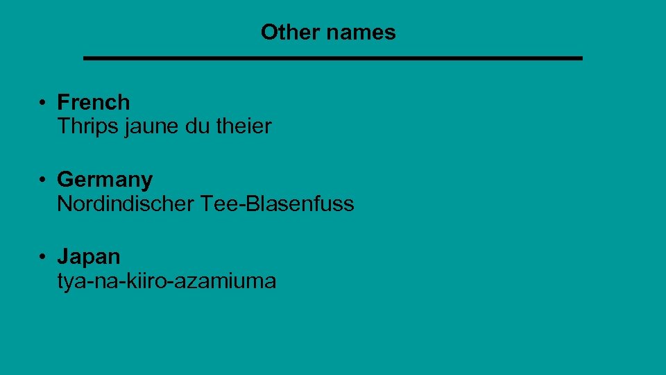 Other names • French Thrips jaune du theier • Germany Nordindischer Tee-Blasenfuss • Japan