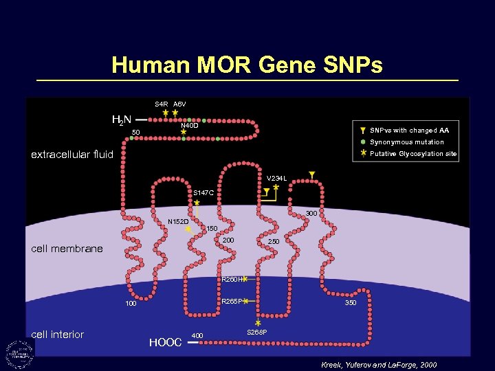 Human MOR Gene SNPs S 4 R A 6 V H 2 N 50