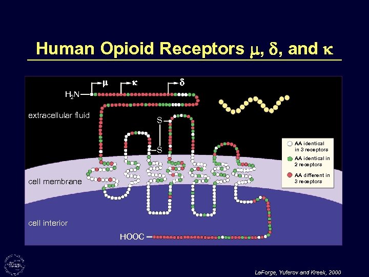 Human Opioid Receptors , , and H 2 N extracellular fluid S S AA