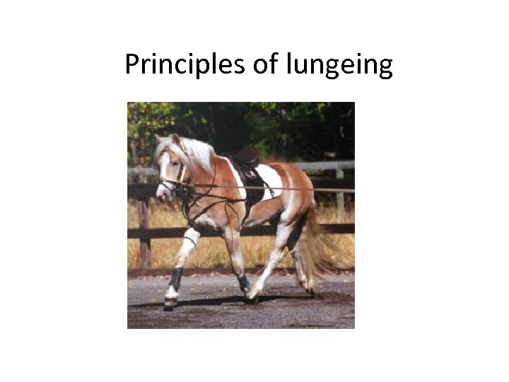 Principles of lungeing 