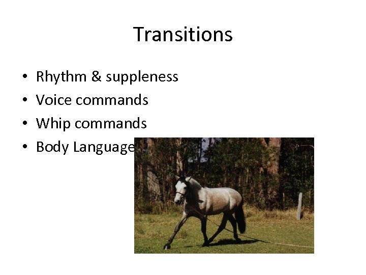 Transitions • • Rhythm & suppleness Voice commands Whip commands Body Language 