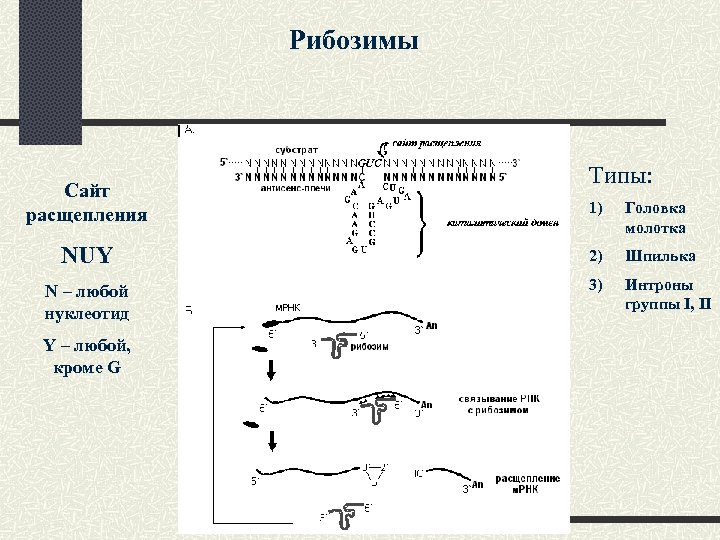 Рибозимы Сайт расщепления Типы: 1) Головка молотка NUY 2) Шпилька N – любой нуклеотид