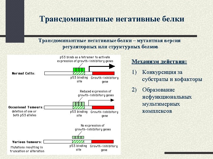 Трансдоминантные негативные белки – мутантная версия регуляторных или структурных белков Механизм действия: 1) Конкуренция