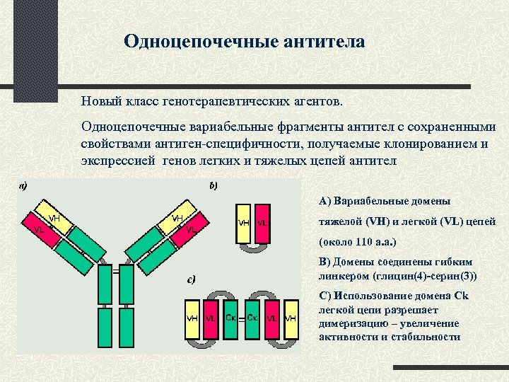 Одноцепочечные антитела Новый класс генотерапевтических агентов. Одноцепочечные вариабельные фрагменты антител с сохраненными свойствами антиген-специфичности,