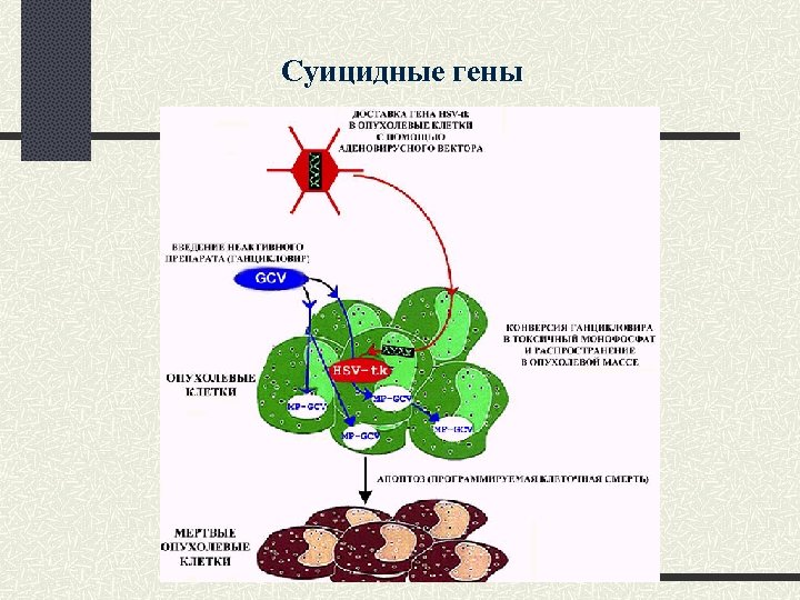 Суицидные гены 