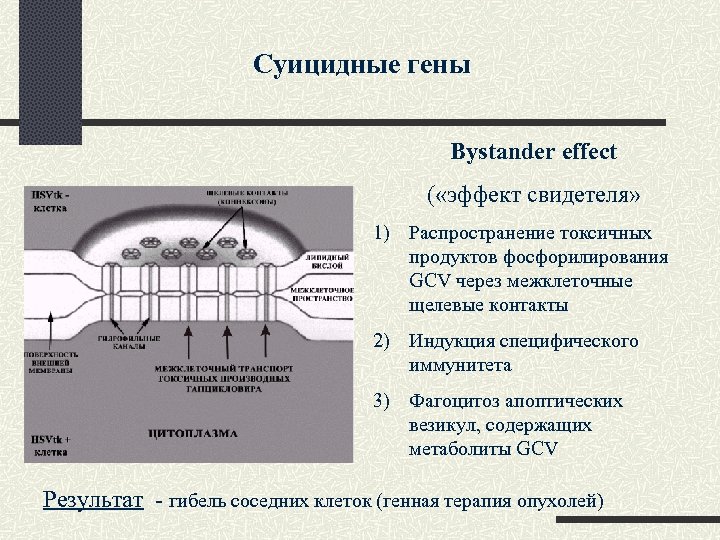 Суицидные гены Bystander effect ( «эффект свидетеля» 1) Распространение токсичных продуктов фосфорилирования GCV через