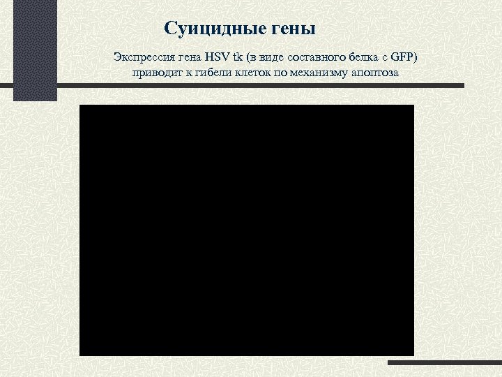 Суицидные гены Экспрессия гена HSV tk (в виде составного белка с GFP) приводит к