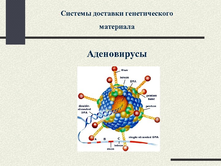 Системы доставки генетического материала Аденовирусы 