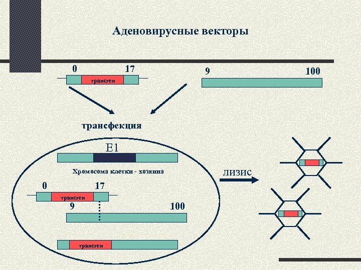 Аденовирусные векторы 0 17 9 100 трансген трансфекция Е 1 лизис Хромосома клетки -