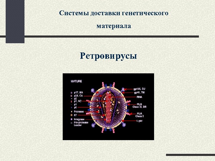 Системы доставки генетического материала Ретровирусы 