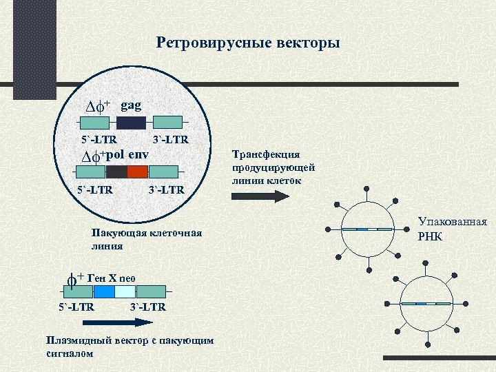 Ретровирусные векторы + gag 5`-LTR +pol 3`-LTR env 5`-LTR 3`-LTR Пакующая клеточная линия +