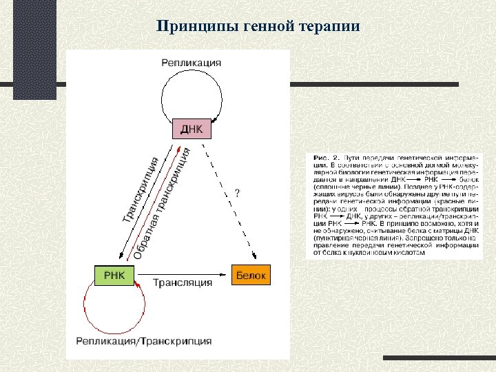 Принципы генной терапии 