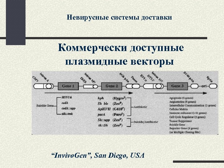 Невирусные системы доставки Коммерчески доступные плазмидные векторы “Invivo. Gen”, San Diego, USA 