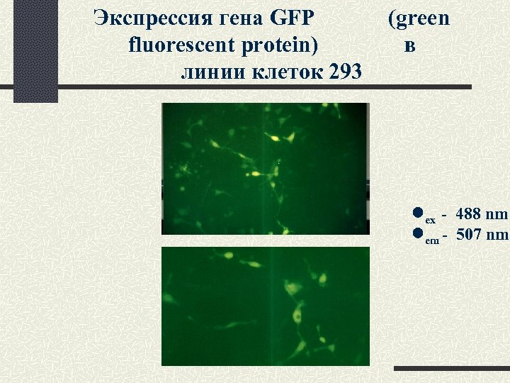 Экспрессия гена GFP fluorescent protein) линии клеток 293 (green в ex - 488 nm
