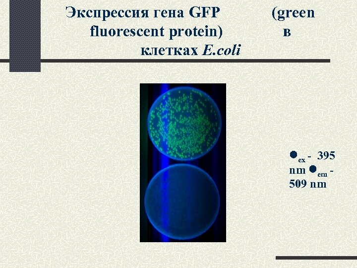 Экспрессия гена GFP fluorescent protein) клетках E. coli (green в ex - 395 nm