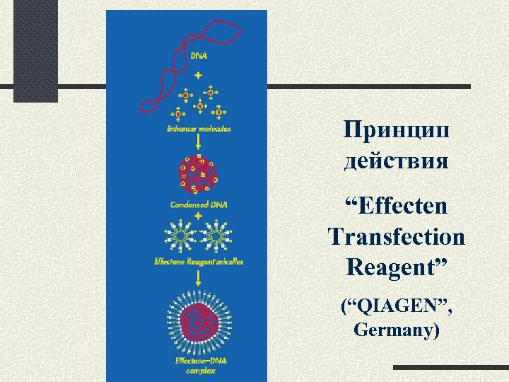 Принцип действия “Effecten Transfection Reagent” (“QIAGEN”, Germany) 
