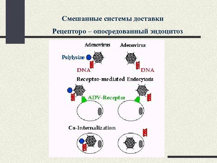 Смешанные системы доставки Рецепторо – опосредованный эндоцитоз 
