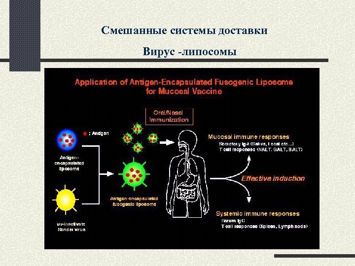 Смешанные системы доставки Вирус -липосомы 