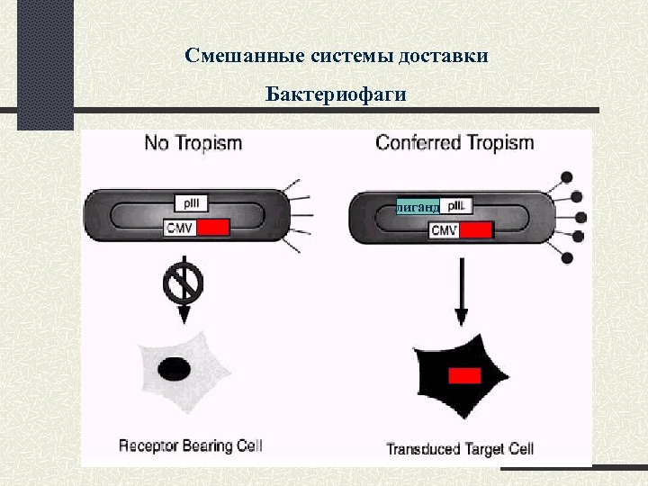 Смешанные системы доставки Бактериофаги лиганд 
