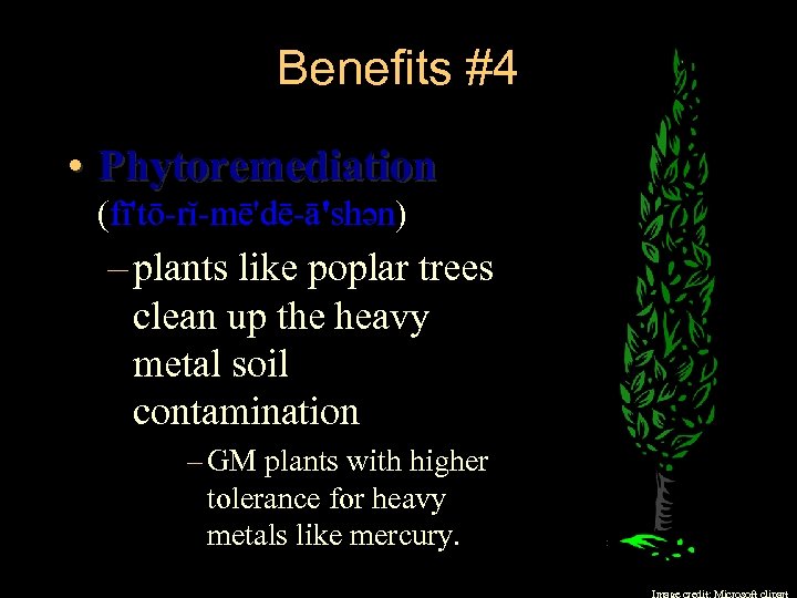 Benefits #4 • Phytoremediation (fī'tō-rĭ-mē'dē-ā'shən) – plants like poplar trees clean up the heavy
